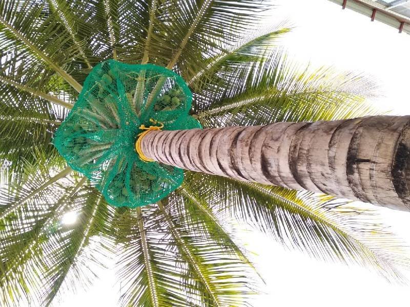 Coconut Tree Safety Nets in Mysore