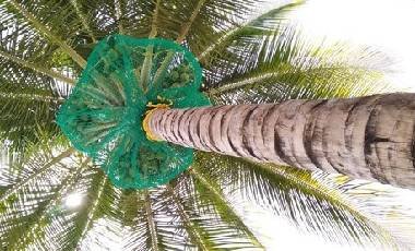 Coconut Tree Safety Nets in Mysore