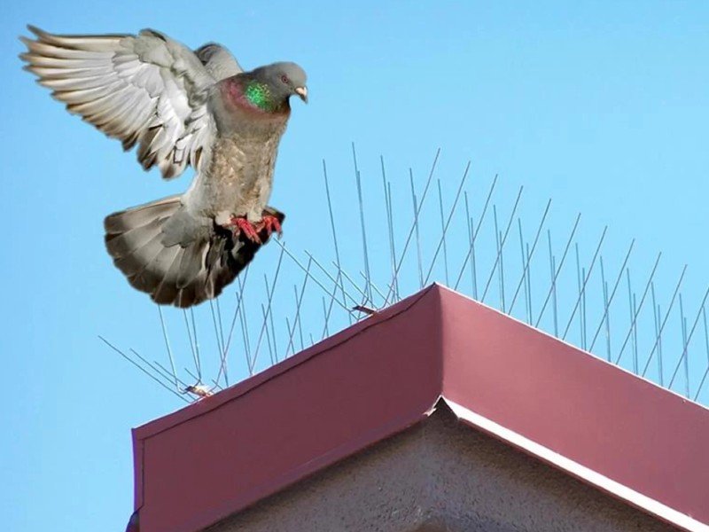 Bird and Pigeon Control Spikes in Mysore